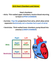 Load image into Gallery viewer, Cardiovascular System Nursing Notes -A&amp;P (34 pages)
