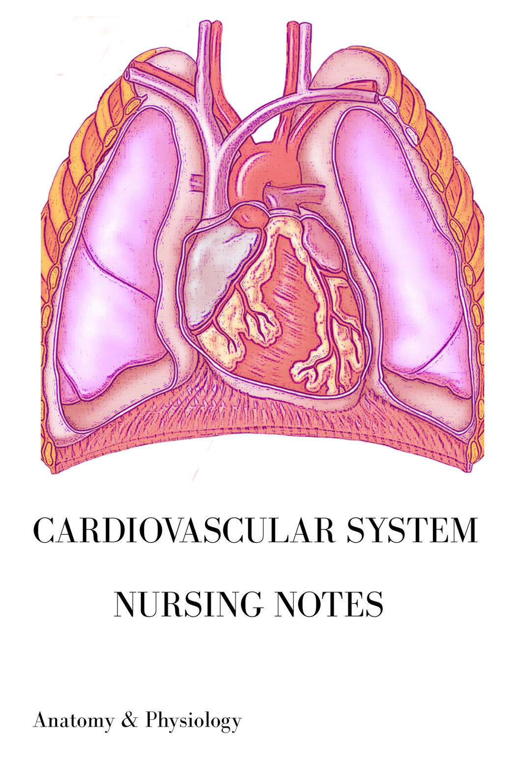 Cardiovascular System Nursing Notes -A&P (34 pages)